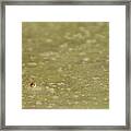 A Frogs Eye In Pond Muck Framed Print