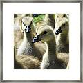 A Gaggle Of Geese Framed Print