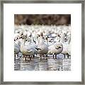 A Gaggle Of Geese Framed Print