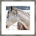 A Girlfriend Of The Horse Amigo Framed Print