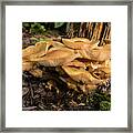 A Glob Of Mushrooms On Rotted Tree Trunk Framed Print