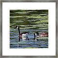 A Goose Ducks In Water Framed Print