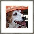 A Hat For Buddy Framed Print