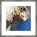 A Hawk's Perspective Framed Print