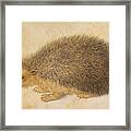 A Hedgehog Framed Print