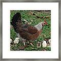 A Hen And Her Chicks Framed Print