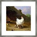 A Hen With Her Chicks Framed Print