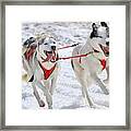 A Husky Sled Dog Team At Work Framed Print