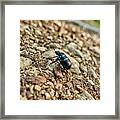 A Insect Named Bracken Clock With Brown Wings Framed Print