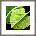 A Leaf With A Heart Framed Print