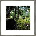 A Light Spot In The Forest Framed Print