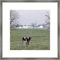 A Lone Cow On The Farm Framed Print