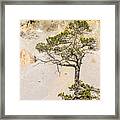 A Lonely Pine - 1 Framed Print
