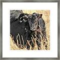 A Mother's Love Black Cow And Calf Framed Print
