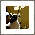 A Orchid Lover Framed Print
