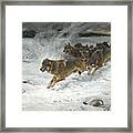 A Pack Of Wolves Framed Print