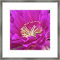A Pink Punch Framed Print