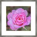 A Pink Rose Kissed By Morning Dew. Framed Print