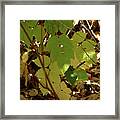 A Plant's Various Colors Of Fall Framed Print