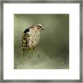 A Predators Watch Framed Print