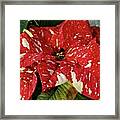 A Red Flower.  #6 Framed Print