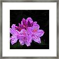 A Rhododendron Flower Framed Print