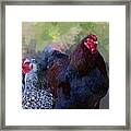 A Rooster And A Hen Framed Print