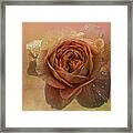 A Rose For Mother's Day Framed Print
