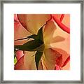 A Rosy Perspective Framed Print