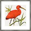 A Scarlet Ibis From South America Framed Print