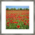 A Sea Of Texas Red Corn Poppies Framed Print
