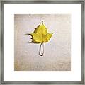 A Single Yellow Maple Leaf Framed Print