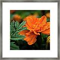 A Slice Of Orange Framed Print