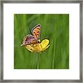 A Small Copper Butterfly (lycaena Framed Print