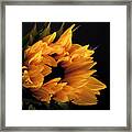 A Sunflower Framed Print