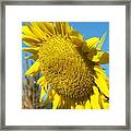 A Sunny Hello Framed Print