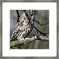 A Tawny Owl Framed Print
