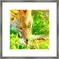 A Thirsty Coyote Framed Print