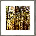 A Touch Of Gold Framed Print