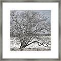 A Tree In Canaan Framed Print