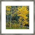 A Walk In The Aspen Forest Framed Print