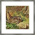 A Woodcock And Chicks Framed Print