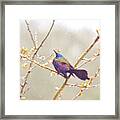 Abstract Art - Grackle In The Snow Framed Print