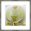 Abstract Orchid Framed Print