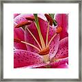 Abstract Pink Lily2 Framed Print