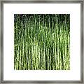 Abstract Reeds Framed Print