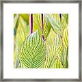 Abstracts In Nature Framed Print
