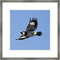 Acorn Woodpecker Framed Print