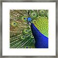 Admiration Framed Print