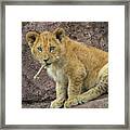 Adorable Lion Cub Framed Print